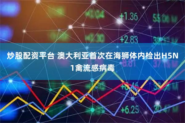 炒股配资平台 澳大利亚首次在海狮体内检出H5N1禽流感病毒
